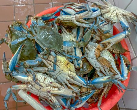 Crab Catch Fresh Crabs
