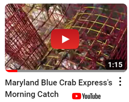 Morning Catch