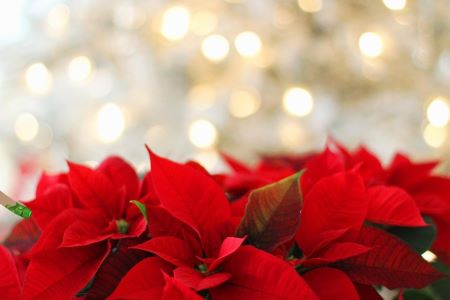 Poinsettias