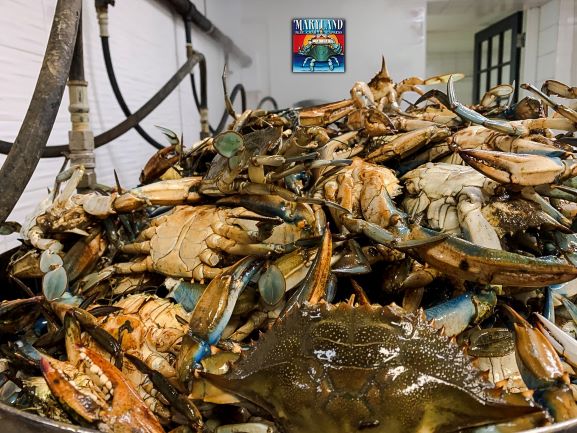 maryland blue crab season