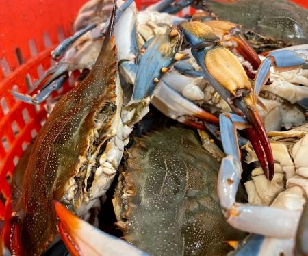 LIVE} Male Maryland Blue Crabs by the Bushel-(1 lb. Crab Spice)